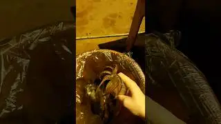 Рыбалка на работе |Ловим кальмара