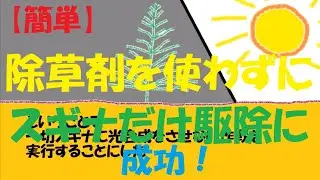 【簡単】除草剤を使わずにスギナだけ駆除に成功
