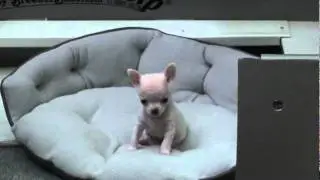 Howling Puppy Pout
