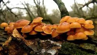 ‼️НЕ ОЖИДАЛИ ТАКОЙ ГРИБНОЙ ОХОТЫ🍄❗👍Собираем Иудины уши и Фламмулину‼️