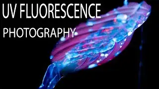 UV Fluorescence Macro Photography