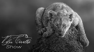 Wildlife Photography & Urban Exploring | Andrew Liu #1