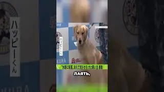 Пёс спасатель
