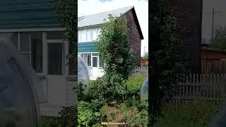 Яблоня