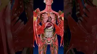 The Hidden Is More Immense | Female Anatomy ✨