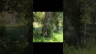 Camouflage🧐😲😲🤯🤯#youtubeshorts #viral #shorts #army