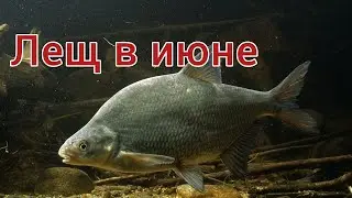 Как ловить леща в июне? Ловля леща летом. Места, снасти и приманки для рыбалки на леща летом