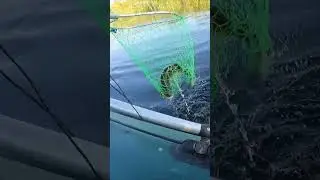 ТЦУЙОКИ КИКИМОРА и крупный голавль #рыбалка2023 #рыбалка #fishing