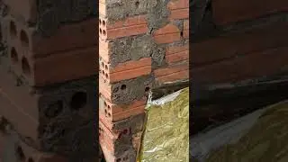Ong tò vò bắt mồi