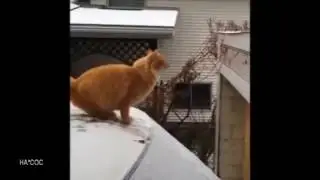 Смешные Кошки и Коты Подборка Котячего Смеха