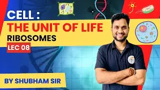 "Ribosomes: The Cellular Protein Factories Explained!"