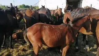 лошади в июле