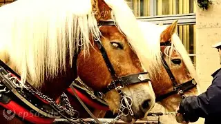 Huge Horse with Big Balls.