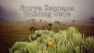 PENDAKIAN GUNUNG GEDE 2.958 MDPL | CAMPING HUJAN YANG SYAHDU SURYA KENCANA