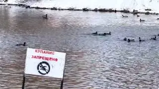 Уфа, озеро Теплое, зимовка диких уток, снято в 4К. Ufa, wintering of wild ducks, filmed in 4K.