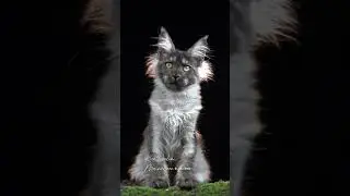 Giant Maine Coon Kitten for Sale
