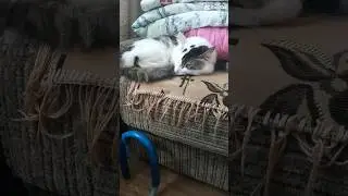 Лайк кто любит кошелёк и собак.❤❤❤❤❤