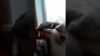 ДВЕ КОШКИ ЛЕЖАТ НА ОКОШКЕ:)