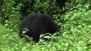 കരടിയുടെ ഭക്ഷണം - SLOTH BEAR IN SEARCH FOR TERMITES.#wildlife #slothbear #animals