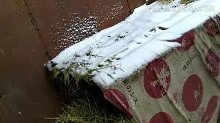 Фазани новиє ахотничиє и моі кролики