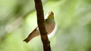 Fluiter (zingt) - Leenderbos 17-5-2020