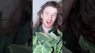 #pov say Hello in Irish ##youtubeshorts