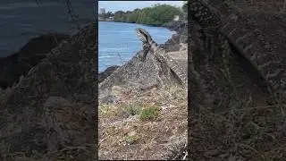 Eastern Water Dragon 🐉
