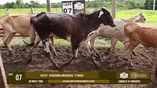 LOTE 07 |  34 BEZERRAS | ANELORADAS  | 12 MESES