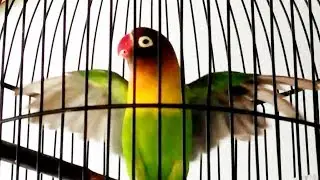 masteran lovebird paling di cari siap jadi guru paud