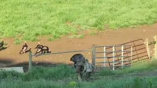 Atley sneaks on NC Turkey