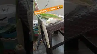 Munching Millets #tamedparrot #petbirds #cockatiel