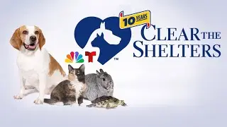 You can help 12News clear the shelters and find homes all the dogs & cats