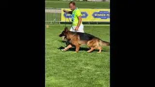V5 L’orange di Casa Beggiato - BSZS 2023 - Working males - GHKR- #bszs #dog #gsd #bszs2023 #sv