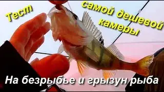 На безрыбье и грызун рыба