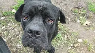 Посещение мариупольского приюта для бездомных животных.