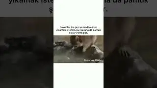Rakun pamuk şekeri yıkarsa