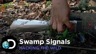 Swamp Signals | Hacking The Wild