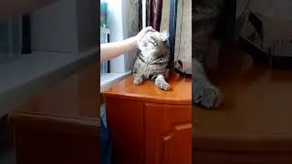 Мурзик