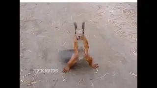 Танец белки(не моё)