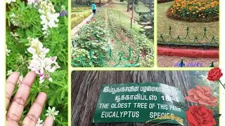 Sim`s Park coonoor சிம்ஸ் பார்க் குன்னூர் #SimsPark  #ஊட்டிooty  #coonoor #குன்னூர்