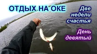Жерех и щука на блесну.  Девятый день отдыха на Оке.