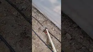 Fidelere ilaç dökmeyi kolaylaştırıyor 