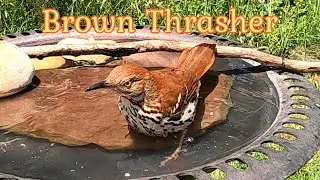 Meet the Brown Thrasher: Birdbath Splashing Fun!