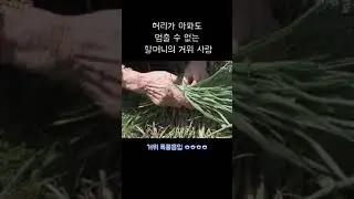 거위를 자식처럼 사랑하는 할머니🐤