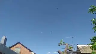 Леушковские голуби