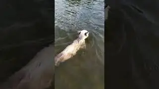 кот плывет