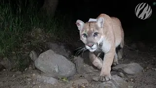 LA's mountain lions on the brink | P22 – The Cat That Change America