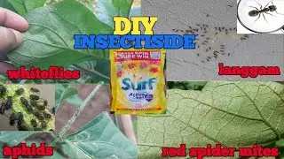 paano gamitin ang sabon bilang insectiside