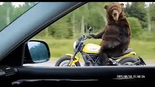 ФИРДУС ТЯМАЕВ- (Алай итэргэ кирэк)