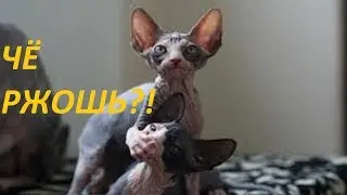 Смешные видео. Прикольные видео. Приколы.